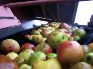 Fête de la pomme et du cidre