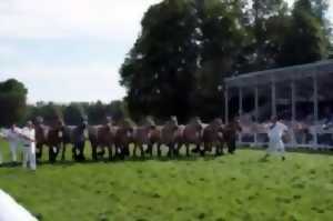 photo Concours national de chevaux ardennais