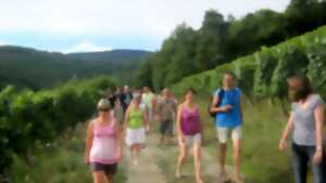 photo Visite guidée du vignoble de montagne d'Albé