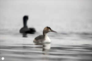 photo Découverte des oiseaux d'eaux
