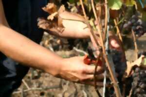 Vendanges touristiques