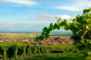 photo Vendanges de la Confrérie des Bienheureux du Frankstein
