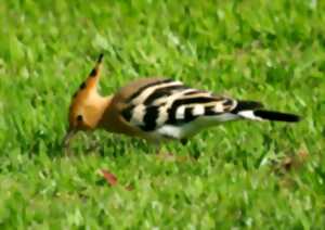 Oiseaux des parcs et jardins
