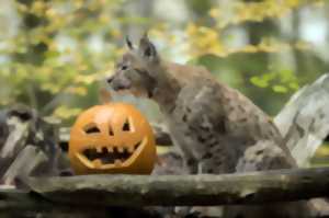 photo Halloween au Parc de Sainte-Croix