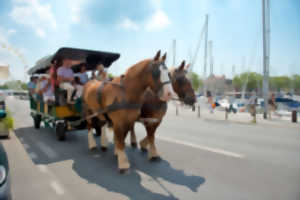 VISITE GUIDÉE : LA ROCHELLE AU PAS DES CHEVAUX