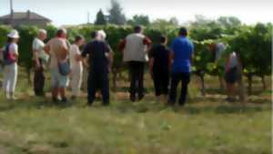 photo Marché d'été à Duravel