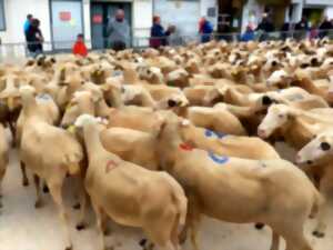 Transhumance Rocamadour - Luzech 2024