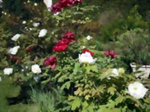 Fête des pivoines au parc botanique du prieuré d'Orchaise