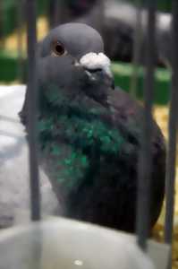 Exposition de pigeons King