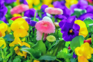 MARCHÉ AUX FLEURS