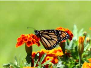 photo Insectes et autres petites bêtes minuscules