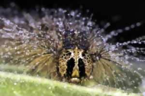 photo Exposition à la Maison de Loire : Quand le rêve s'installe...