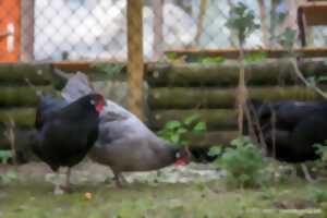 photo Le luxe pour ma poule
