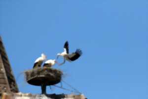 photo Printemps des cigognes