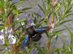 photo A la découverte des insectes pollinisateurs
