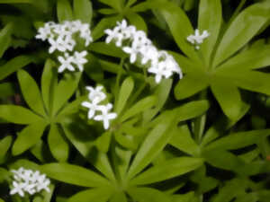photo Fête de l'Aspérule - Waldmeisterfest