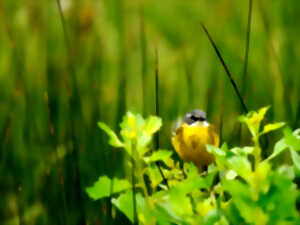 photo Les visiteurs de Printemps