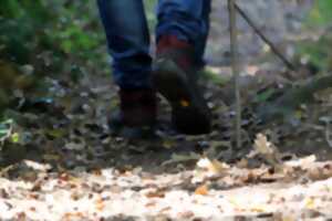 photo Randonnée pédestre semi-nocturne