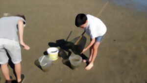 photo Initiation à la pêche à pied