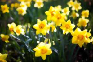 RANDO DES JONQUILLES A SOLOMIAC