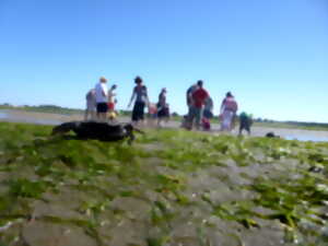 photo Les trésors du bord de mer à marée basse