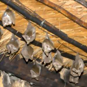 photo Nuit européenne de la chauve-souris
