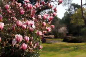 photo Dimanches Magnolias