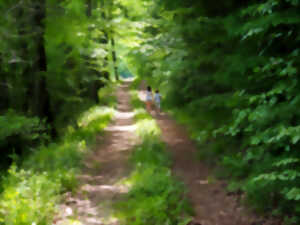 photo Balade entre nature et histoire à Willer - À partir de 8 ans