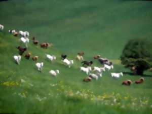 Mise à l'herbe des poneys