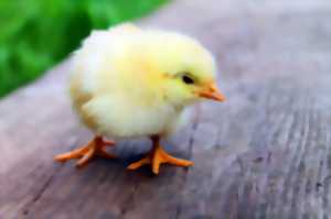 photo MARCHÉAUX POUSSINS ET AUX OEUFS À COUVER