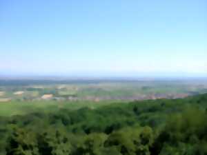 Le Train gourmand du vignoble : parcours Schauenberg