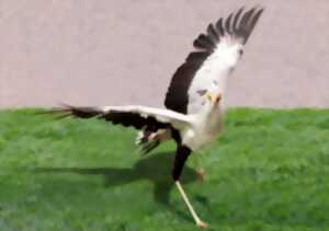 photo Concert : la symphonie des aigles