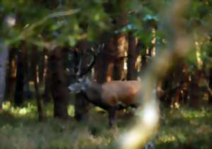 Sortie Brame du Cerf aux aurores COMPLET