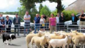 photo Foire ovine