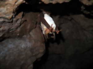photo À la découverte des chauves-souris des Hautes-Mynes