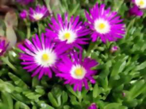 Foire aux plantules (les plantes de rocaille)