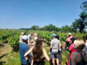 Pique-nique chez le vigneron - Domaine Beck