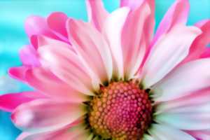 photo Aux jardins des arts