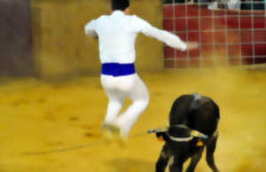 Course de vaches landaises