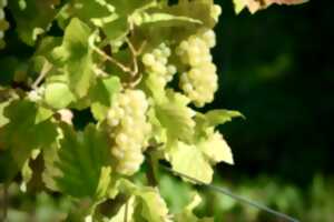 Sortie dans le vignoble