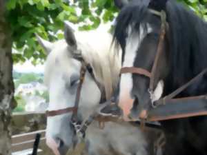 Balades en calèche