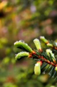 photo Semaine Landaise / Atelier Gemmage