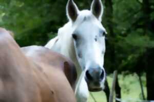 photo Fête du cheval à Équivallée