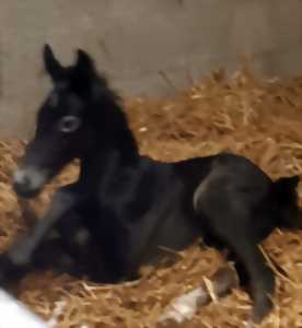 Visites de l'élevage de chevaux Frisons et KWPN