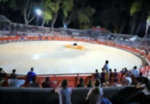 Taureaux Piscine