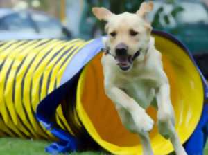CONCOURS D AGILITY