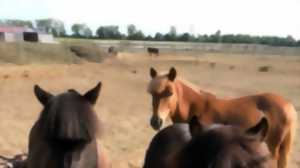 PORTES OUVERTES AU CENTRE EQUESTRE DE MARENNES