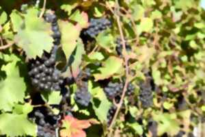 Sortie dans le vignoble