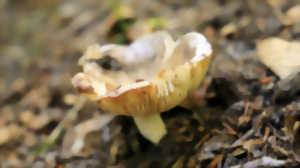 Découverte des champignons