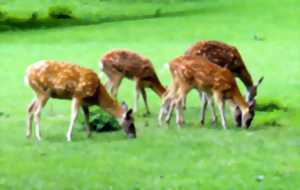 Parc animalier Nature Sauvage des Lacs